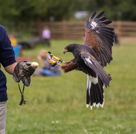 Do Harris Hawks Hunt At Night? - Falconry Advice