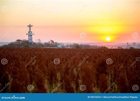 Sorghum Field Sunset Background Stock Photo - Image of sunset, food: 96910224