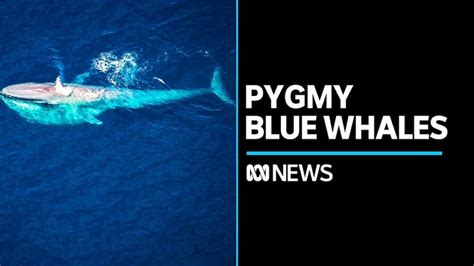 Warming oceans delaying pygmy blue whale migration - ABC News