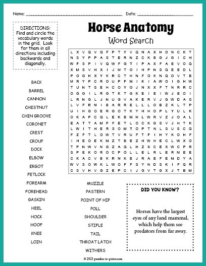 Horse Anatomy Word Search