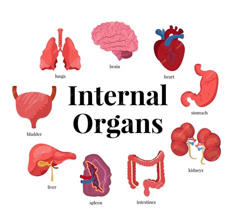 Premium Vector | Internal organs illustrations set brain heart stomach ...