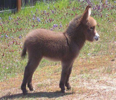 A baby donkey