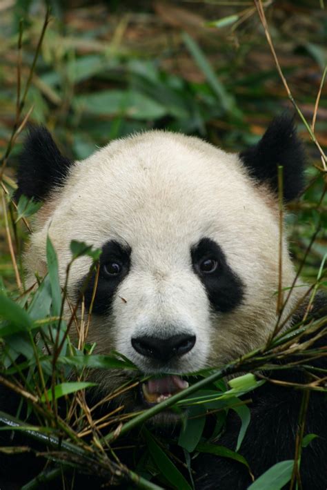 Giant Panda Behavior - BioExpedition