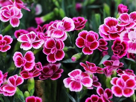 Growing Dianthus In The Garden - How To Care For Dianthus