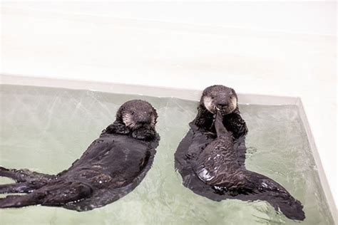 Rescued Sea Otter Pups Have Been Very Patiently Waiting for Their New ...