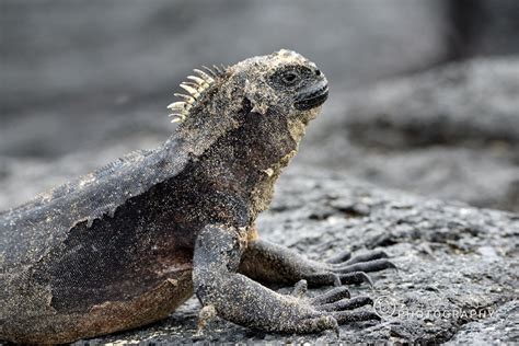 Ecuador Wildlife – Ramdas Iyer Photography