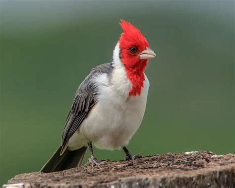 Red-Crested Cardinal - Facts, Diet, Habitat & Pictures on Animalia.bio