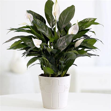 Health Benefits Of Lily Flower | Best Flower Site