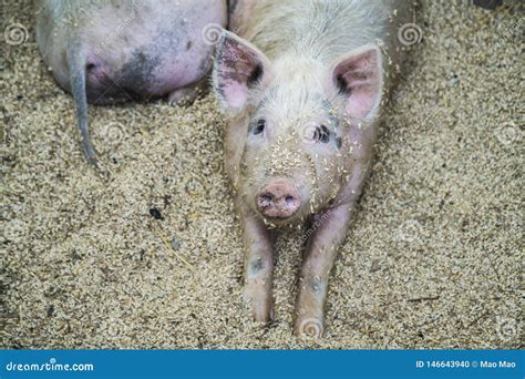 Pigs on the Farm. Happy Pigs on Pig Farm Stock Photo - Image of meat, lovely: 146643940