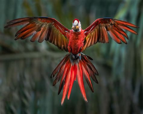 Macaw In Flight - Wings Spread