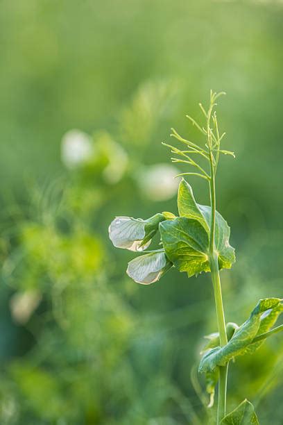 20,700+ Pisum Sativum Flower Stock Photos, Pictures & Royalty-Free Images - iStock