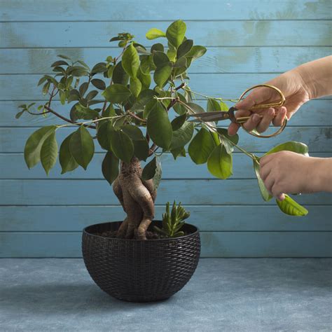 Bonsai Techniques For Shaping - HouseplantJoy.com