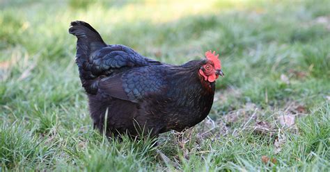 Jersey Giant Chicken: Egg Laying & Care - The Garden Magazine