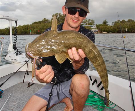 How to Catch Flathead on Lures (Beginners Guide) – Daiwa Australia