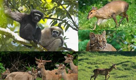 List of National Parks and Wildlife Sanctuaries in Manipur