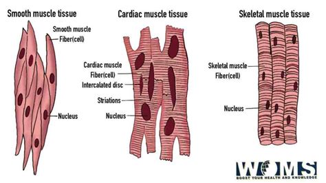 Diagram Of Muscle Fiber Types Functions And Anatomy Woms | sexiezpix ...