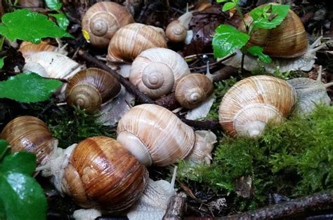 Protected species and development: Roman Snails | The Landmark Practice