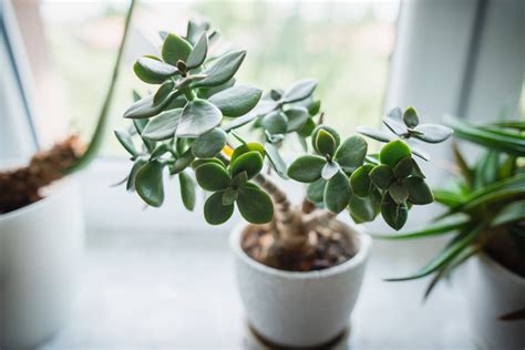 Jade Plant: How to Grow and Care for Jade Plants | Garden Design