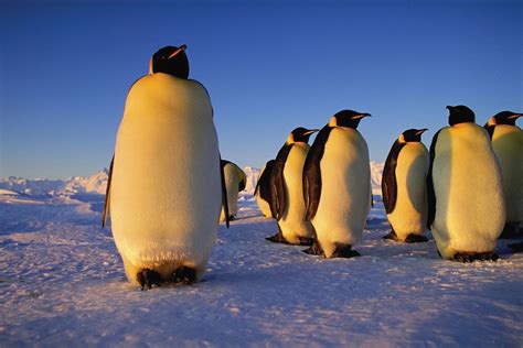 Emperor penguin | Characteristics, Height, Habitat, Diet, & Facts | Britannica