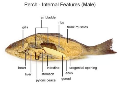 Yellow Perch Anatomy