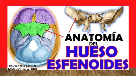 🥇 HUESO ESFENOIDES, Anatomía. Fácil, Rápido y Sencillo - YouTube