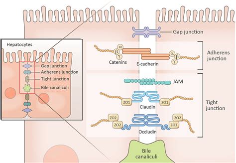 Desmosomes Tight Junctions And Gap Junctions