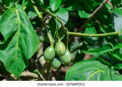 Jamblang Fruit Syzygium Cumini Juwet Jambu Stock Photo 2365714643 | Shutterstock