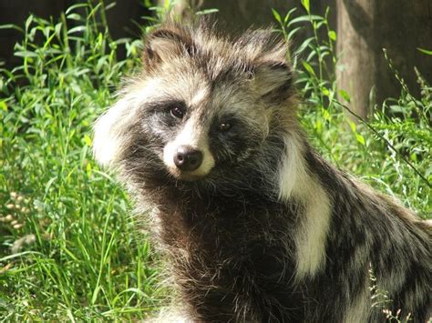 40 Interesting Raccoon Dog Facts That You Never Knew About