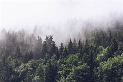 Foggy Forest Wallpapers - Wallpaper Cave