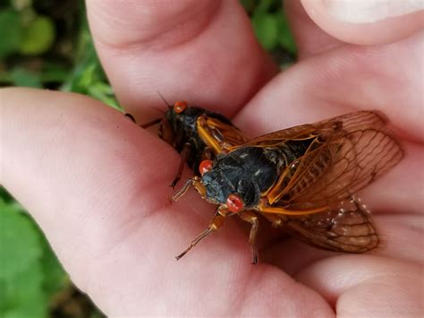 17-Year Cicadas Will Make This Summer Extra Loud For Illinois — But Chicago Will Be Spared For Now