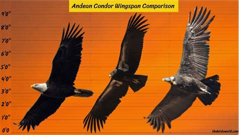 Andean Condor Wingspan: How Big Is It Compared To Others?