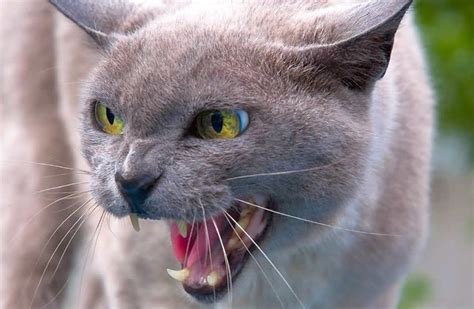 A scared agressive grey cat with yellow-green eyes | Ozzi Cat. Australian National Cat Magazine ...