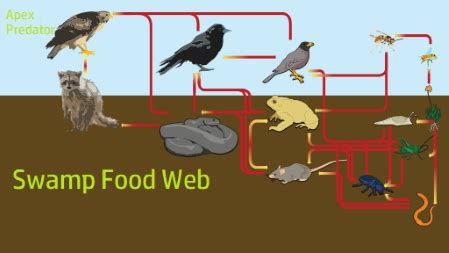 Swamp Food Chain & Web | Definition & Examples - Video & Lesson ...