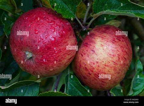 Apple varieties. Apple County Cider Stock Photo - Alamy