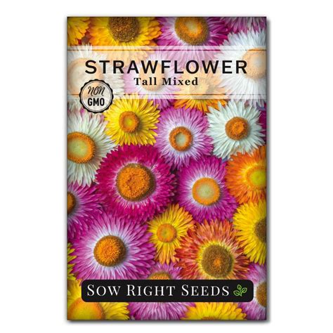 Tall Mixed Strawflower Seeds for Planting | Great Cut Flower – Sow ...