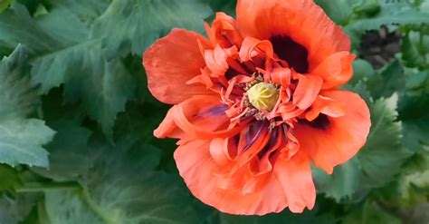 Giant Garden Poppy Free Stock Video Footage, Royalty-Free 4K & HD Video Clip