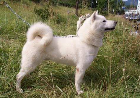 Kishu Ken Dog Breed Characteristic, Daily and Care Facts