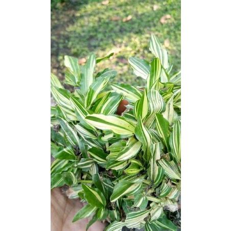 Jual Tanaman Rumput Gajah Mini Variegata / Rumput Gajah Mini Varigata | Shopee Indonesia