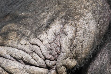 Elephant Skin in Dogs: Top Causes & What to Do