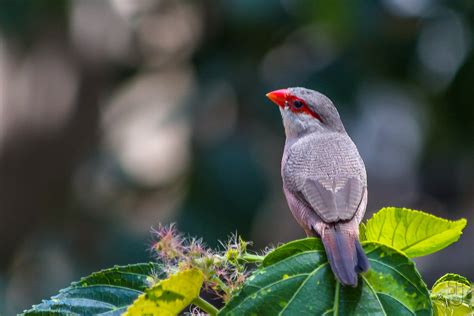 Common Waxbill (Estrilda astrild), adult-4920 | Adult Common… | Flickr