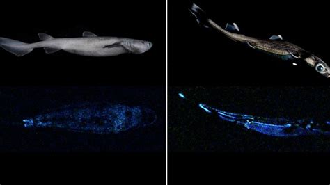 Scientists find three new shark species that glow in the dark | Offbeat ...