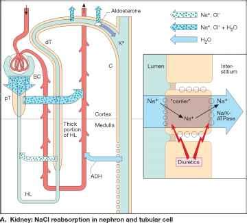 Osmotic Diuretics B - Adverse Effects - Mussen Healthcare