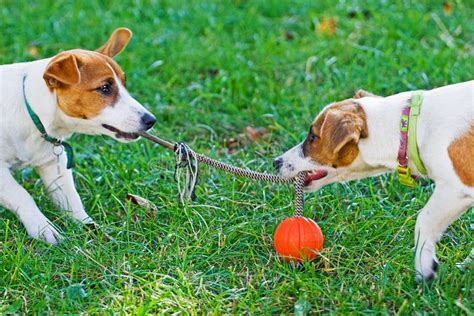 Jack Russell`s Puppies are Played Stock Photo - Image of ball, nose: 265514068