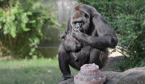 What should the National Zoo name its baby gorilla? - WTOP News