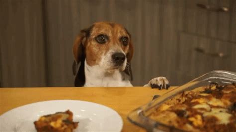 Hungry Dog GIF - Hungry Dog Beagle - Discover & Share GIFs