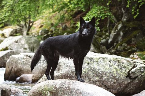 Black German Shepherd Wolf Mix Puppies