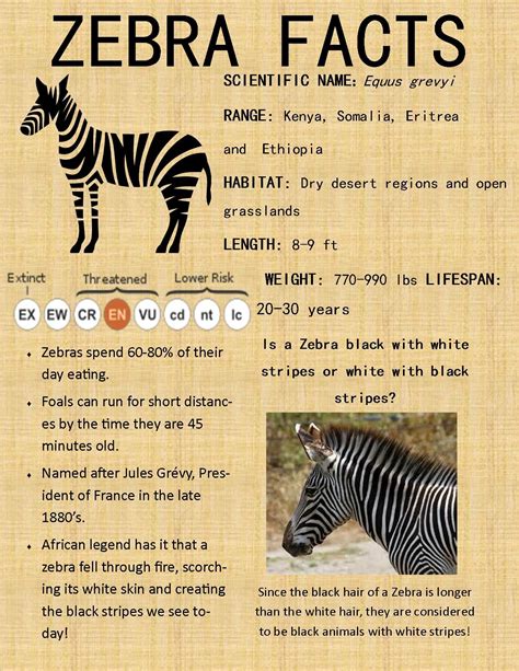 15,000 Zebras used to roam the plains of Africa, but today there are only 2,500 left in the wild ...