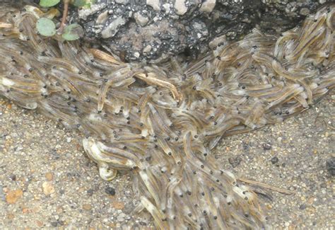 Fungus Gnat Larvae: Strange Formations - What's That Bug?