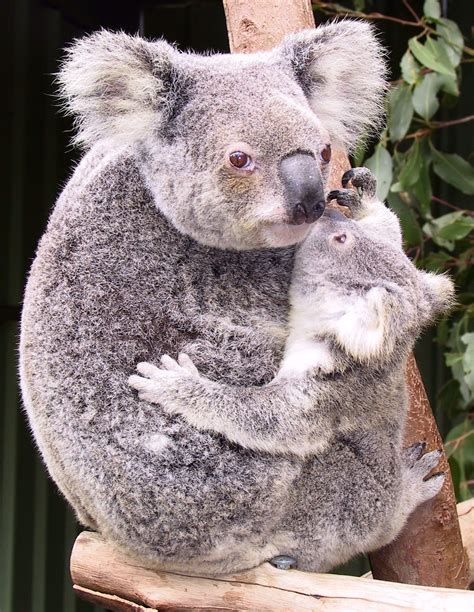 Koala Animal | Interesting Facts & Latest Pictures | All Wildlife Photographs