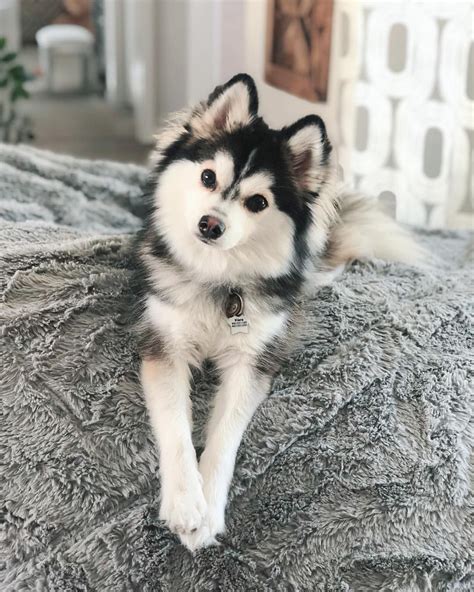 2,036 Likes, 36 Comments - Kiara The Pomsky (@kiarathepomsky) on Instagram: “Did I just hear you ...